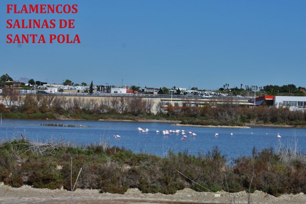 Estudio Marina De Santa Pola Dış mekan fotoğraf